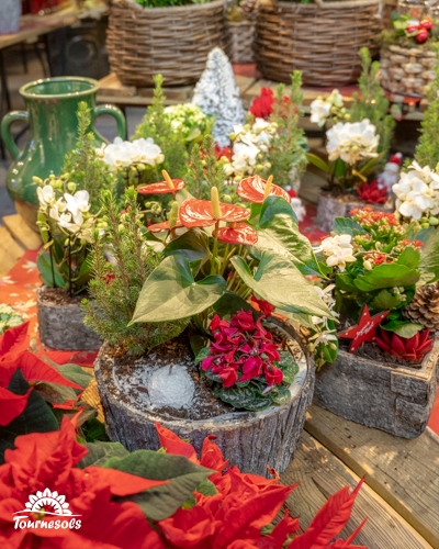 Montages floraux de Noël en pots avec fleurs et feuillages colorés.